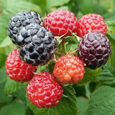 Малина БРИСТОЛЬ в Фаниполе