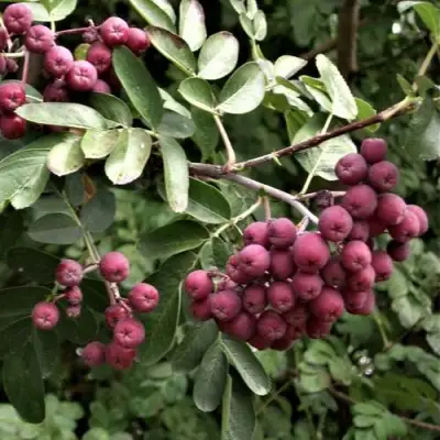 Рябина ДЕСЕРТНАЯ МИЧУРИНА сладкоплодная в Фаниполе