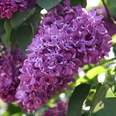 Сирень КАПИТАН ГАСТЕЛЛО в Фаниполе