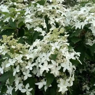 гортензия мэджикал старлайт