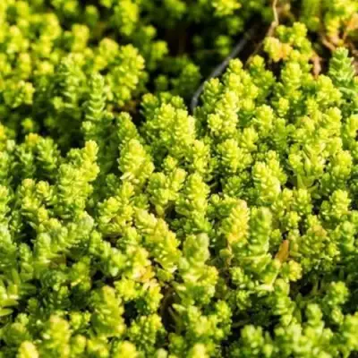 Очиток (седум) ЙЕЛЛОУ КВИН едкий в Фаниполе