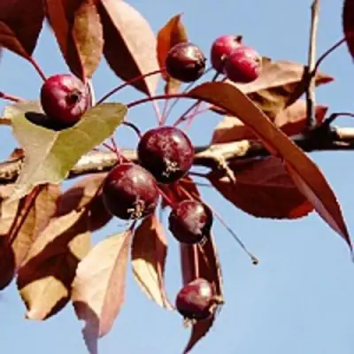 Яблоня РОЯЛТИ декоративная в Фаниполе