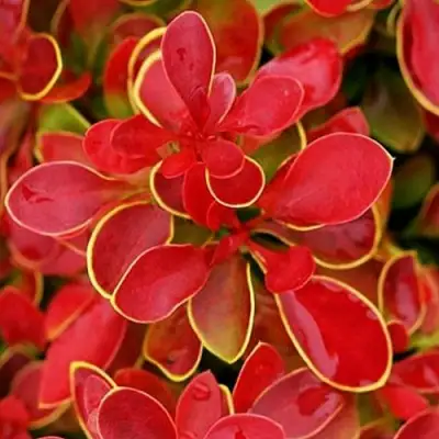 Барбарис КОРАЛ тунберга в Фаниполе