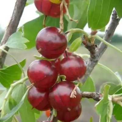 Смородина золотистая КЛЮКВЕННАЯ в Фаниполе