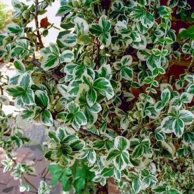 Бересклет ВАРИЕГАТУС форчуна в Фаниполе
