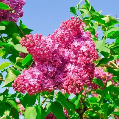 Сирень КРАСНАЯ МОСКВА в Фаниполе