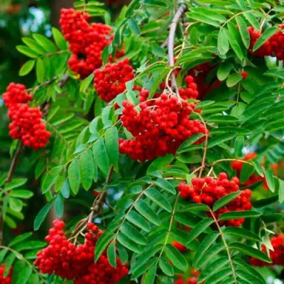 Рябина ПЛАКУЧАЯ сладкоплодная в Фаниполе