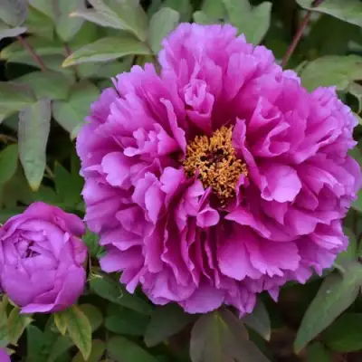 Пион ЛИЛОВАЯ ФАНТАЗИЯ древовидный в Фаниполе