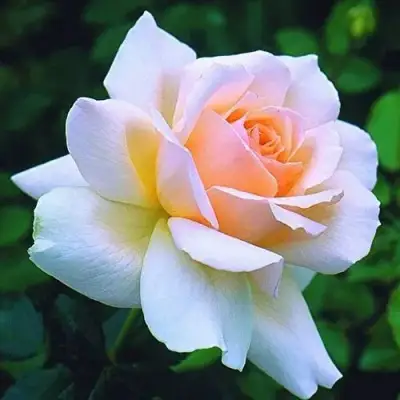 саженцы розы Чандос Бьюти