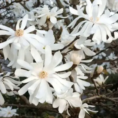 Магнолия РОЯЛ СТАР в Фаниполе