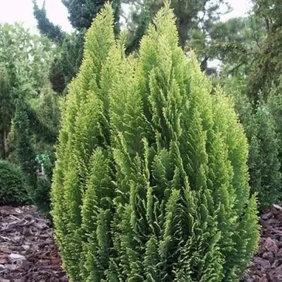 Кипарисовик ЭЛВУДИ ЭМПАЙР лавсона в Фаниполе