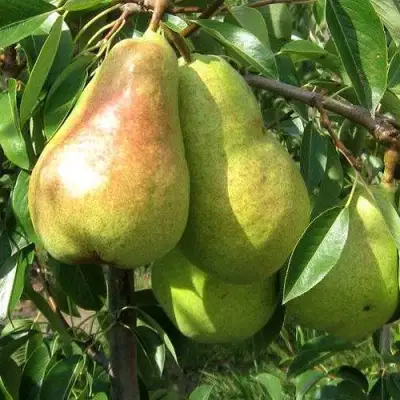 Груша БЕРЕ ЛЮКА в Фаниполе