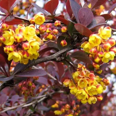 Барбарис СУПЕРБА оттавский  в Фаниполе