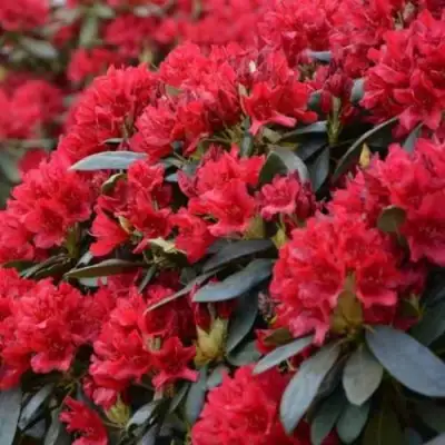 Рододендрон БУЗУКИ в Фаниполе