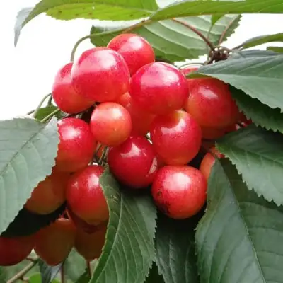 Черешня ГАСТИНЕЦ в Фаниполе