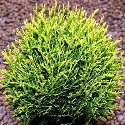 Туя ВОТЕРФИЛД западная в Фаниполе