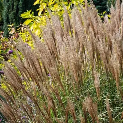 Мискантус КЛЯЙН СИЛЬБЕРСПАЙН китайский  в Фаниполе