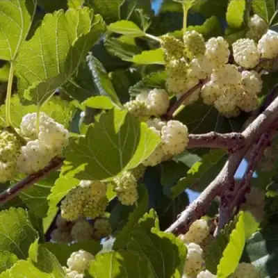 Шелковица БЕЛАЯ АЛЬБА в Фаниполе