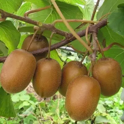 Актинидия ХЕЙВАРД киви в Фаниполе