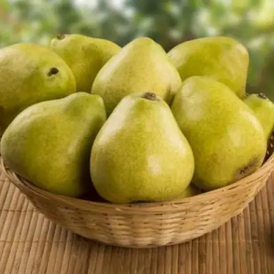 Груша ВИЛИЯ в Фаниполе