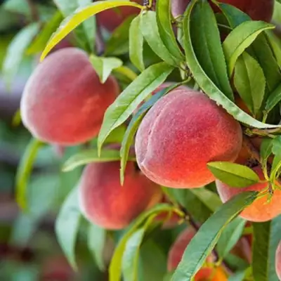 Персик РЕД ХЕВЕН в Фаниполе