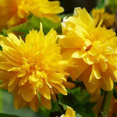 Керрия японская АУРЕОВАРИЕГАТТА в Фаниполе