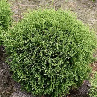 Туя ТИНИ ТИМ западная в Фаниполе