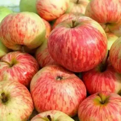 Яблоня РАНЕТКА (КОРОБОВКА) в Фаниполе