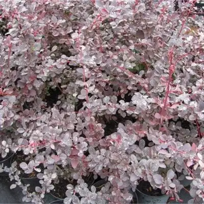 Барбарис СИЛЬВЕР МИЛЕС оттавский  в Фаниполе