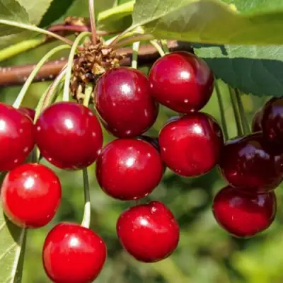 Вишня ЛЮБСКАЯ в Фаниполе