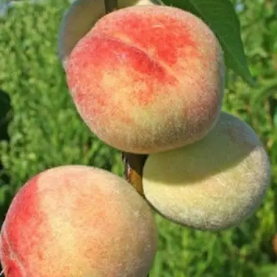 Персик ДОНЕЦКИЙ БЕЛЫЙ в Фаниполе