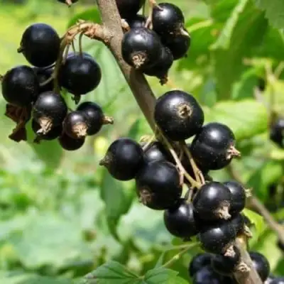 Смородина черная ВОЛОГДА в Фаниполе