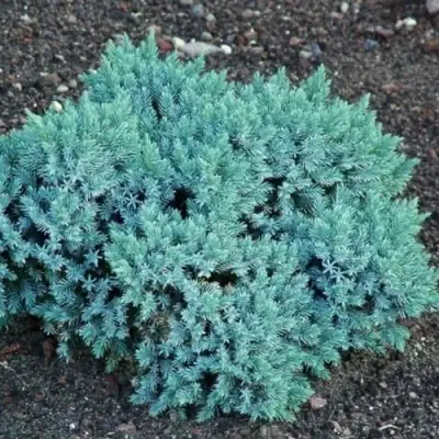 Можжевельник БЛЮ СТАР чешуйчатый в Фаниполе