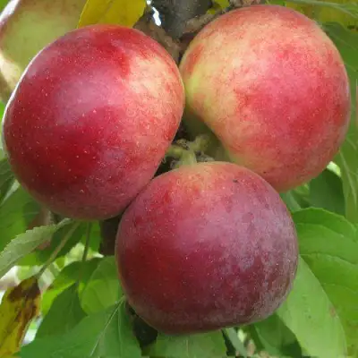 Яблоня БАЛЕРИНА ФЛАМЕНКО колонновидная  в Фаниполе