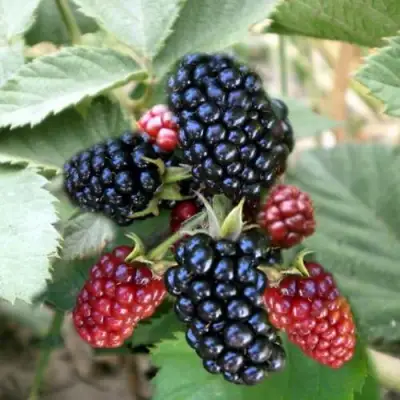 Ежевика ОРКАН бесшипная  в Фаниполе