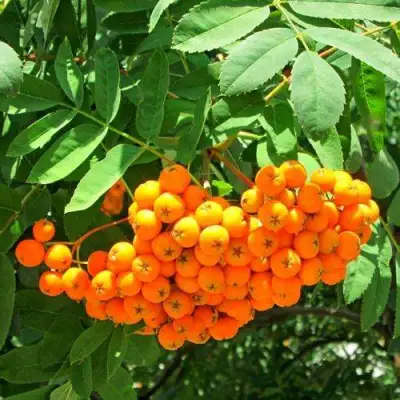 Рябина ДИРКЕНИ ЖЁЛТАЯ  сладкоплодная в Фаниполе