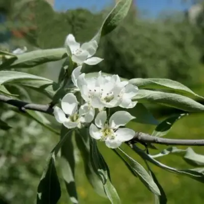 Груша ИВОЛИСТНАЯ в Фаниполе