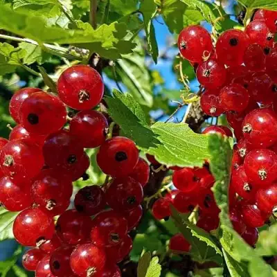 Смородина красная НЕНАГЛЯДНАЯ в Фаниполе