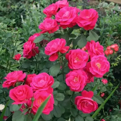 Роза ДЖОРДЖ ВАНКУВЕР флорибунда в Фаниполе