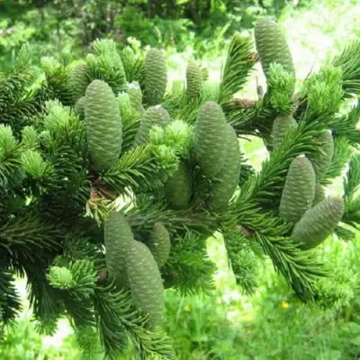 Пихта белая в Фаниполе