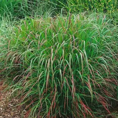 Просо РЕБРАУН прутьевидное в Фаниполе