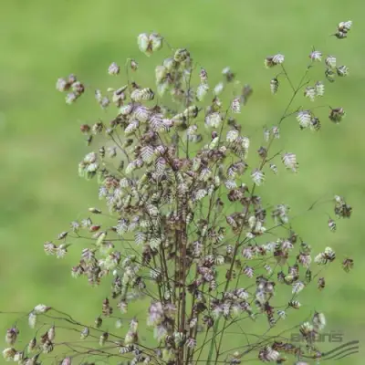 Трясунка средняя в Фаниполе
