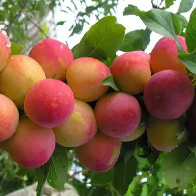 Слива СКОРОПЛОДНАЯ в Фаниполе