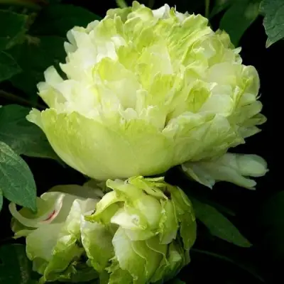 Пион ЗЕЛЕНЫЙ ШАР древовидный в Фаниполе