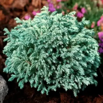 Кипарисовик БЕБИ БЛЮ горохоплодный в Фаниполе