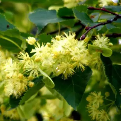 Липа сердцевидная в Фаниполе