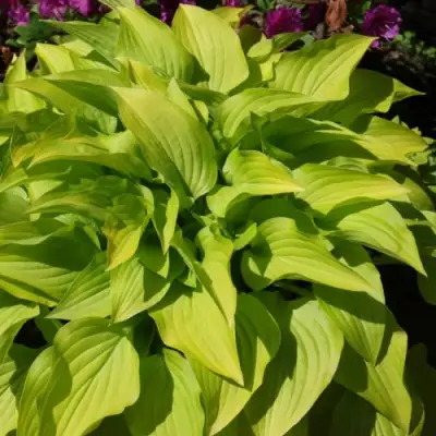 Хоста ХИДОН САНСЕТ в Фаниполе