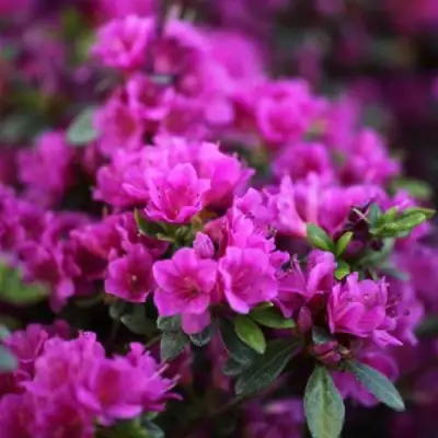 Азалия ГЕЙША ПЕРПЛ японская в Фаниполе