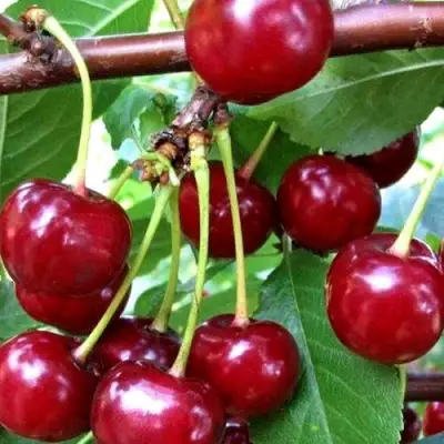 Дюк ШПАНКА ДОНЕЦКАЯ в Фаниполе