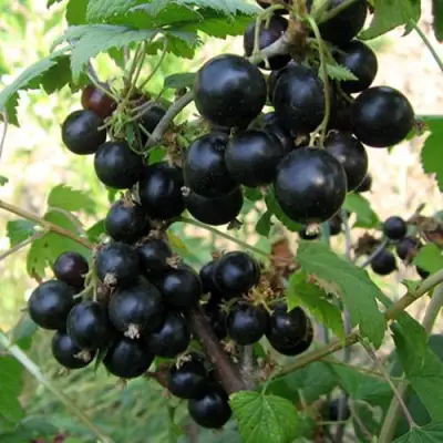 Смородина чёрная ШАРОВИДНАЯ в Фаниполе